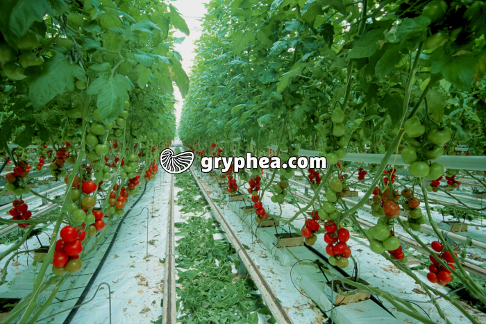 Tomates - Cultures hors-sol - gryphea.org